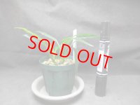 ラゲナンドラ　スワイテシィ