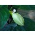 画像4: サトイモ科の1種？　ナイジェリア便 (4)