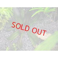 エキノドルス　ハディレッドパール　斑入り