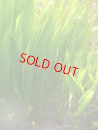 ミズニラの1種 Goias