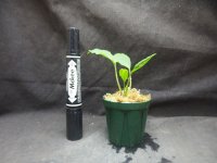 ホッタルム sp. ウンティコン　(入荷名/インドネシア便)