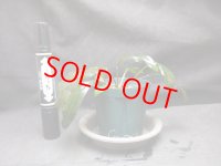 クリプトコリネ  sp. KOTA TINGGI (元 cf．ヤコブセニィ)