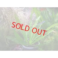 エキノドルス　ウルグアイエンシス「タイプ　ホレマニィ」Montecarlo-1