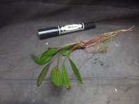 エキノドルス 'ジャングルスター No.1'