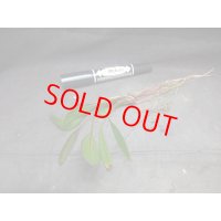 エキノドルス　'ジャングルスター　No.1'