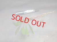 エキノドルス　'ジャングルスター　No.1'