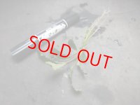 ブセファランドラ sp. Nanga Taman/旧・南スカダウ2 (TB便)