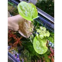 エキノドルス　フロリブンダス　(旧エキノドルス 　グランディフロルス　ssp. アウレウス)