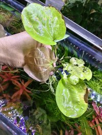 エキノドルス　フロリブンダス　(旧エキノドルス 　グランディフロルス　ssp. アウレウス)