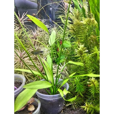 画像3: エキノドルス　アルゼンチネンシス　(デナリー)