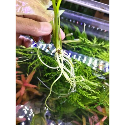 画像3: エキノドルス　フロリブンダス　(旧エキノドルス 　グランディフロルス　ssp. アウレウス)