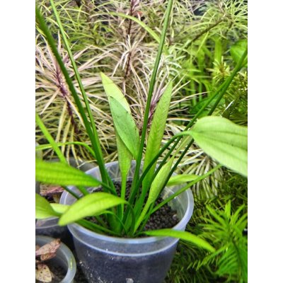 画像2: エキノドルス　アルゼンチネンシス　(デナリー)