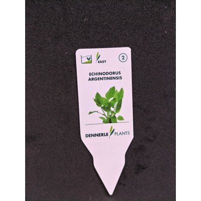 画像4: エキノドルス　アルゼンチネンシス　(デナリー)