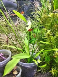 エキノドルス　アルゼンチネンシス　(デナリー)