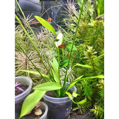 画像1: エキノドルス　アルゼンチネンシス　(デナリー)