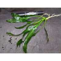 エキノドルス　ホレマニー　グリーン　'レッドエッジ'　