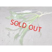 エキノドルス　ホレマニー　グリーン　'レッドエッジ'　