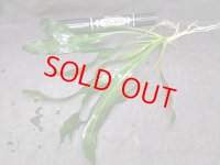 エキノドルス　ホレマニー　グリーン　'レッドエッジ'　