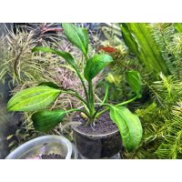 エキノドルス　sp.　サターン(2000)