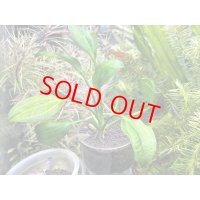 エキノドルス　sp.　サターン(2000)