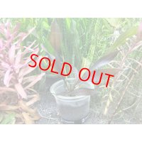 エキノドルス　ホレマニィ　'ダークグリーン'