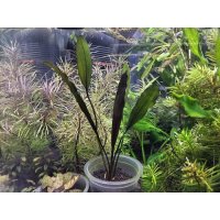 エキノドルス　'ジャングルスター　No.1'