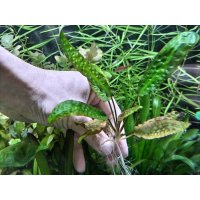 クリプトコリネ ヒュードロイ　(Hans Barth Dessau)