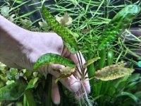 クリプトコリネ ヒュードロイ　(Hans Barth Dessau)