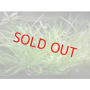 画像: ゴイアス スタープランツ