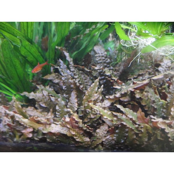 画像2: クリプトコリネ　ウェンティ　フロリダサンセット/斑無し　(フロリダ便) (2)