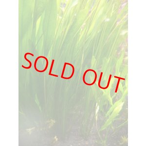 画像: ミズニラの1種 Goias