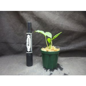 画像: ホッタルム sp. ウンティコン　(入荷名/インドネシア便)