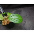 画像3: ホマロメナ cf. クリスタータ　Subulussalam 1 Aceh Sumatra (TB便)  (3)