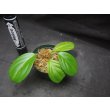 画像2: ホマロメナ cf. クリスタータ　Subulussalam 1 Aceh Sumatra (TB便)  (2)