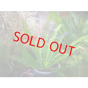 画像: エキノドルス ウルグアイエンシス「タイプ ホレマニィ」Montecarlo-1