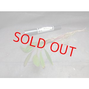 画像: エキノドルス 'ジャングルスター No.1'