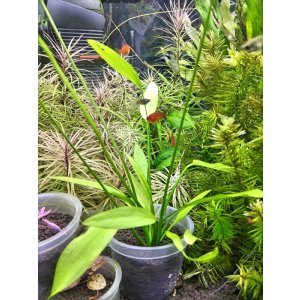 画像: エキノドルス アルゼンチネンシス (デナリー)