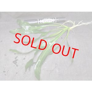 画像: エキノドルス　ホレマニー　グリーン　'レッドエッジ'　