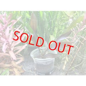 画像: エキノドルス　ホレマニィ　'ダークグリーン'