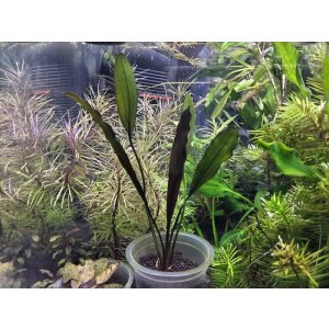 画像: エキノドルス　'ジャングルスター　No.1'