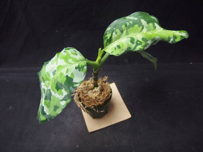 最安値安いAglaonema ピクタムトリカラー　アンダマン その他