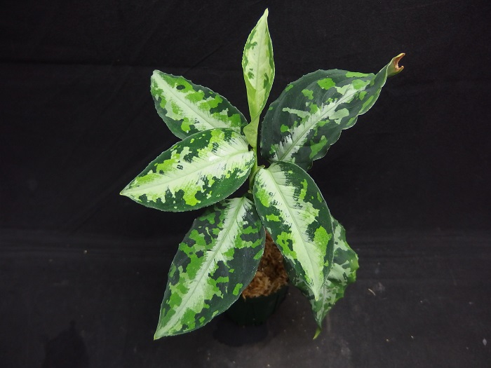 Aglaonema pictum 